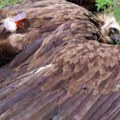 Otkriven leš crnog strvinara: Ptica se hranila u Srbiji kod Vitanovaca?