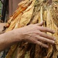 Satnica čak 630 dinara, a smeštaj potpuno besplatan! U Hrtkovcima počela berba duvana, radnici ustaju u 2 ujutru, a od 8 sati…