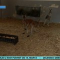 (Video, foto) postao tata, pa pobegao! Begunca iz Beo Zoo Vrta jedva vratili u kavez: "Bio je uzbuđen zbog bebe, zato je i…