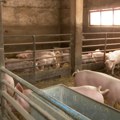 Uvoznici mesa uništili domaće svinjarstvo