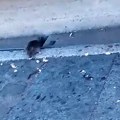 Kraljevo: Problem sa pacovima