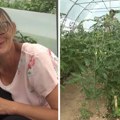 U Vesninim plastenicima raste paprika "zlata vredna": Kilogram "Aj čarapite" dostiže i do 20.000 dolara