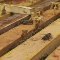 Pčelarima odobreno 800 miliona dinara – doneto više od 12.000 rešenja