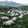 Nezapamćena tragedija: Grom pokosio celo stado, nastradalo čak 97 ovaca, meštani švajcarskog sela ne pamte ovakav pokolj (foto)…