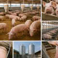 Nije afrička kuga najgore što se desilo srpskom stočarstvu: "Mogli ste za 100 evra da kupite živu svinju od 100 kila, to je…