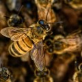 Roj divljih pčela napao aerodrom: Avioni blokirani, letovi odloženi (video)
