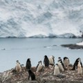 Antarktik: Zbog otapanja leda uginulo do 10.000 pingvina