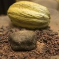 Kakao prešao granicu od 10.000 dolara po toni: Od početka godine cena skočila 138 %