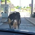 (Video) Ovo se retko dešava: Krava blokirala prolaz do granice u Trebinju