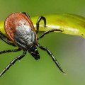 Ubod krpelja okidač za opasnu alergiju – alfa-gal sindrom potvrđen i u Srbiji