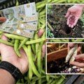 Kupci se otimaju za kilogram ovog domaćeg povrća: sve manje ljudi ga gaji, a zarada nikad veća