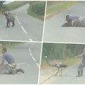 "Morao sam da snimim, jer mi ljudi ne bi verovali" Čovek pokušao da savlada emua, a onda je usledio lom, jedna alpaka sve…