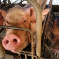 Tanasković: U Srbiji je do sada zbog afričke kuge eutanazirano 31.400 svinja