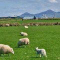 Ostrvo sa 200 ovaca i bez interneta traži nove stanovnike: Samo za odvažne