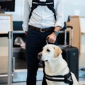 Prevoz pasa avio kompanijama koje lete iz Niša - Pravila za pse u kabini i pse vodiče