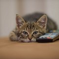 Zašto su mačke fascinirane TV ekranima?