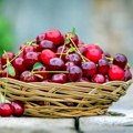 Počinje berba višanja na jugu Srbije, voćari nezadovoljni otkupnom cenom
