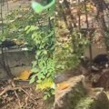 Strašna scena u Valjevu: Uznemirujući prizor na mestu gde se kupuje hrana