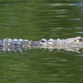 Aligator dug 3,6 metara usmrtio ribolovca na obali jezera na Floridi