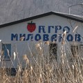 Hladnjači „Agro Milovanović“ potrebni sezonski radnici na otkupu i pakovanju maline