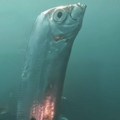 VIDEO Viđena "riba sudnjeg dana": Veruje se da je predznak prirodnih katastrofa
