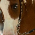 Jeziv snimak nasilja zgrozio Srbiju: Čovek motkom bije konja, jadna životinja se rita i pokušava da pobegne