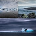 Island i dalje ubija kitove Vlada izdala dozvolu za kitolov uprkos apelima