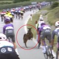 Điro: Koza iskočila na stazu pred vozače u Albaniji (VIDEO)
