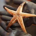 Materijal inspirisan crvenom morskom zvezdom brzo se samoobnavlja pod vodom