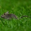 Mišji izmet, hrana isteklog roka… Junajtedu samo dve zvezdice