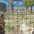 Pisali lažne fakture za prihvatilište za životinje pa naplaćivali od Opštine Ruma: Među uhapšenima i direktor JKP