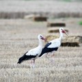 Poljoprivrednici: Suša katastrofalnih razmera, ako za 10 dana ne bude kiše
