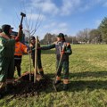 Staze prirode: U toku sadnja 135 lišćarskih i četinarskih sadnica kod stadiona “Čika Dača“ (FOTO)