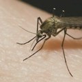 Novi slučajevi virusa Zapadnog Nila u Severnoj Makedoniji: Stariji muškarac na respiratoru