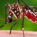 U Srbiji zabeleženo 46 slučajeva groznice Zapadnog Nila