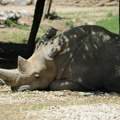Nosorog ubio ženu u zoo vrtu u Salcburgu