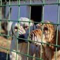 Najavljena strelizacija, čipovanje i vakcinisanje kućnih ljubimaca iz budžeta grada Leskovca