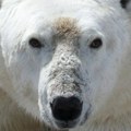 Klimatske promene: Polarnim medvedima preti umiranje od gladi usled otapanja leda