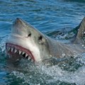 ФОТО Уловљена плава ајкула код Будве: Дуга три метра, а тешка скоро 200 килограма
