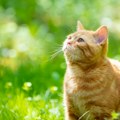 Da li vaša mačka svakodnevno jede travu? Veterinar upozorava, ova navika joj može ozbiljno narušiti zdravlje!