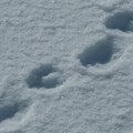 Meštani cera u strahu Nikad do sada viđena životinja na ovoj srpskoj planini našla stanište u podnožju, evo odakle se…