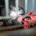 Koja je prava cena jaja: Najveća svetska istraga o mračnoj industriji otkriva sistematsko zlostavljanje i zdravstvene rizike