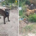 Već danima ni makac, nadaju se svome gospodaru Ostavljeni, nesnađeni, verni, čekaju na istom mestu da im se vrati nečovek koji…