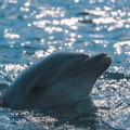 Mrtav delfin pronađen u Solunskom zalivu: bio zapleten u ribarske mreže