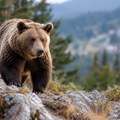 Najmanje 28 osoba stradalo u napadima medveda u Rusiji: Zveri sve češće prilaze naseljenim mestima