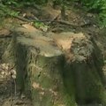 Seča drveća u Košutnjaku: Građani strahuju da " ne niknu neke zgrade", a evo šta tvrde nadležni
