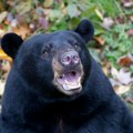 Medved povređen na magistrali kod Nikšića, niko nije smeo da mu priđe i pomogne: Prolaznici šokirani prizorom