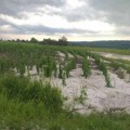 "Padao je 10 minuta": Grad pogodio nekoliko sela kod Topole, šteta na poljoprivredim kulturama velika