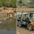 Životinje umirale od žeđi na Suvoj planini, vojska pritekla u pomoć! Zbog vrućine im presušio jedini izvor