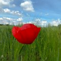 Sunce stiže u Vojvodinu - jun topao uz povremenu kišu